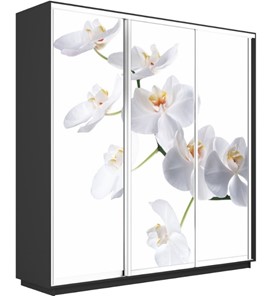 Шкаф 3-х створчатый Экспресс 1800х600х2400, Орхидея белая/серый диамант в Брянске