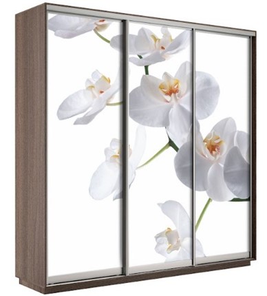 Шкаф Экспресс 2100х600х2200, Орхидея белая/шимо темный в Брянске - изображение